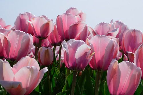 Roze close-up