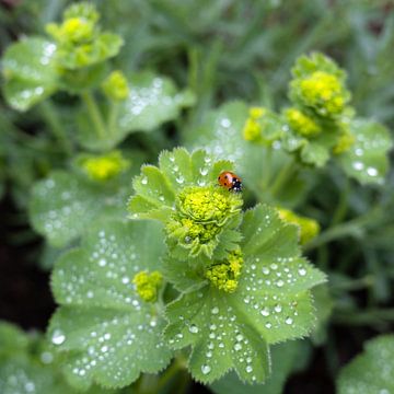 Ladybird on yellow flower