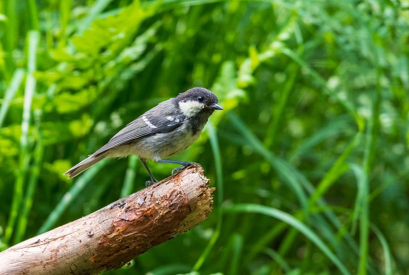 La mésange noire par Merijn Loch