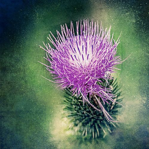 Beautiful thistle flower (art)