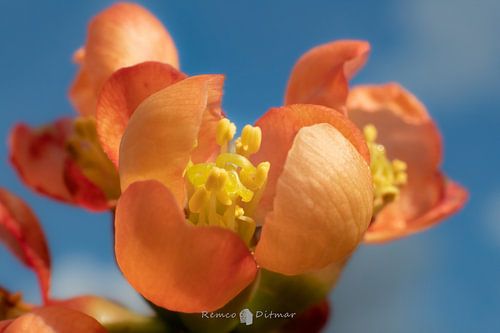 Betoverende Lentesymfonie: Oranje Bloesems in Volle Pracht