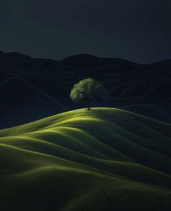 Baum auf stiller Wiese