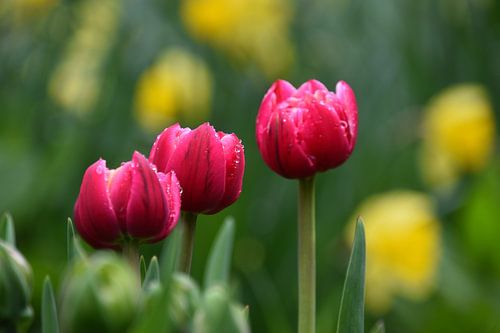 Bloeiende tulpen in de tuin