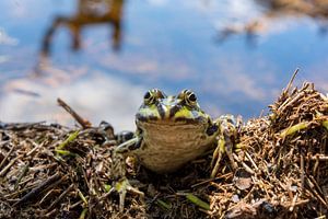 Vert der Frosch