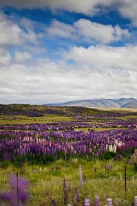 Purpurne Lupine am Arthurs-Pass, Neuseeland