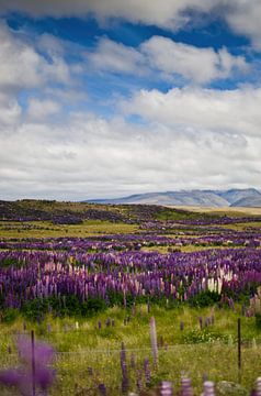 Paarse Lupine in Arthurs Pass, Nieuw Zeeland van RB-Photography