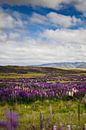 Lupin violet à Arthurs Pass, Nouvelle-Zélande par RB-Photographie Aperçu