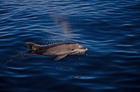 Delphin Gran Canaria