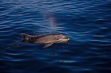 Dolfijn Gran Canaria van Leon Jol