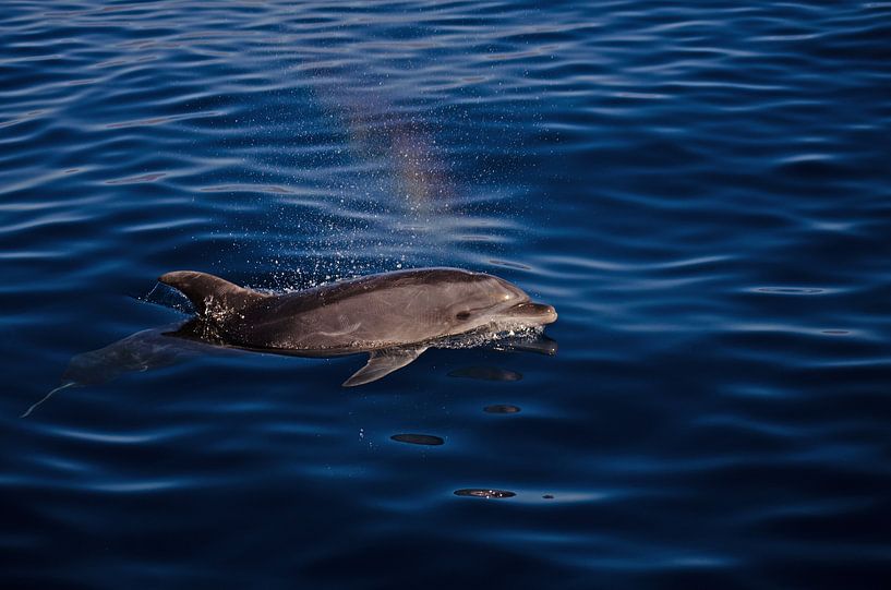 Delphin Gran Canaria von Leon Jol