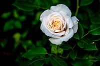 Witte Roos