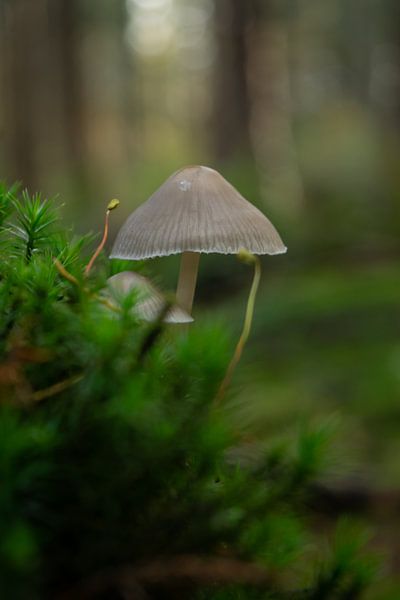 Mushrooms among the moss by M.petersen I Fotografie