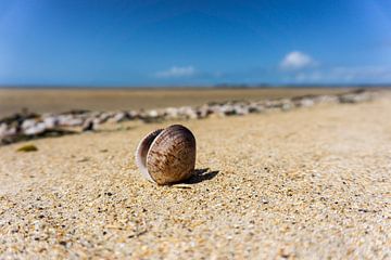 Muschel am Strand von Ricardo Bouman