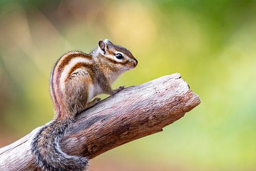 Portret van een eekhoorn