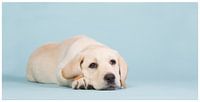 Beautiful yellow labrador puppy laying on a blue background