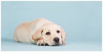 Mooie blonde labrador pup op een lichtblauwe achtergrond van Dagmar Hijmans