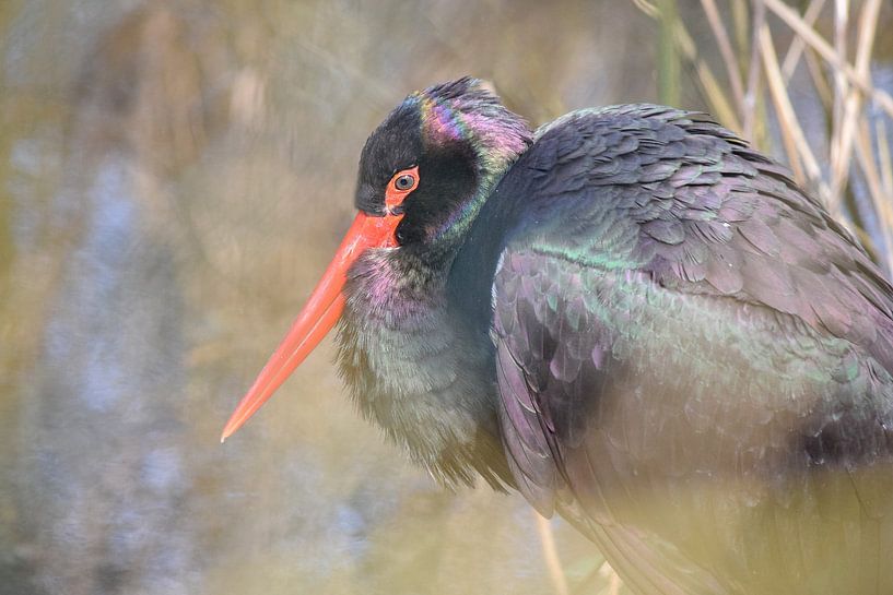 Schwarzstorch von Nicolette Vermeulen