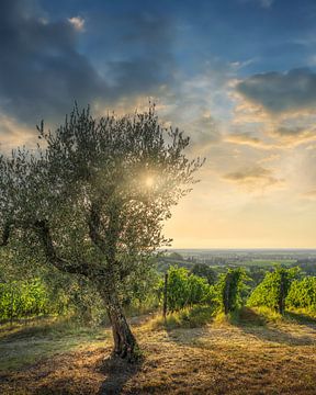 Bolgheri wijngaarden en een olijfboom bij zonsondergang van Stefano Orazzini