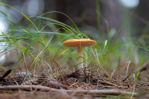 Vliegenzwam van BekijkhetmetWim