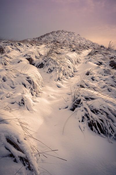 Mountain with snow - purple glowWinter landscape in the dunes of Nederlan by Jolanda Aalbers