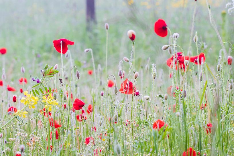 Akkerbloemen van Bert van Wijk