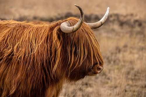 Schotse Hooglander koe