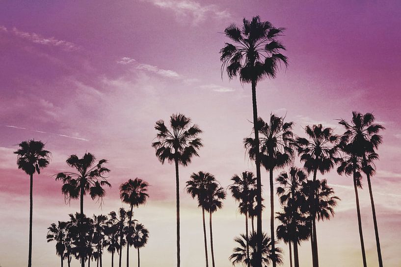 Palmiers avec ciel violet III par Walljar