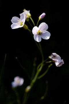 Weiße Blumen von Joost de Groot