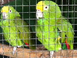 Papageien von tania mol