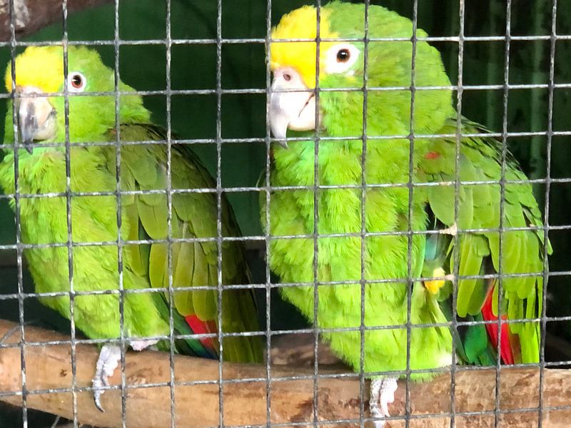Parrots by tania mol