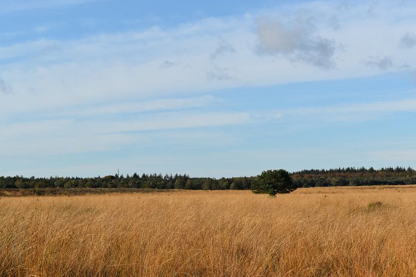 Veluwe van Sylvia van der Hoek