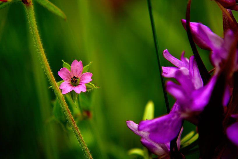 Wild Flowers by Arno-Jan Boere