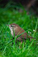 little wren among the grass