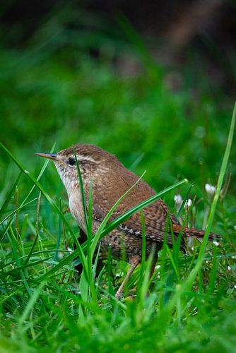 klein winterkoninkje tussen het gras