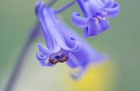 Ondersteboven van de lente ( vrolijke foto van een hyacint met mier) van Birgitte Bergman thumbnail