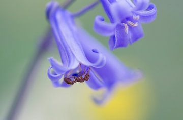 Ondersteboven van de lente ( vrolijke foto van een hyacint met mier) van Birgitte Bergman
