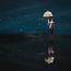Umbrellas