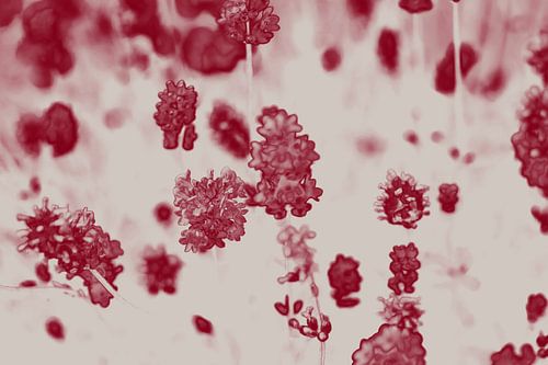 Lavendel in wijnrood en wit. Retro stijl.