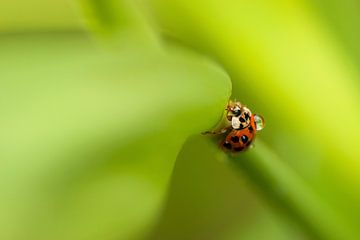 A heavy burden. Ladybird with raindrop on back among greenery. by Birgitte Bergman