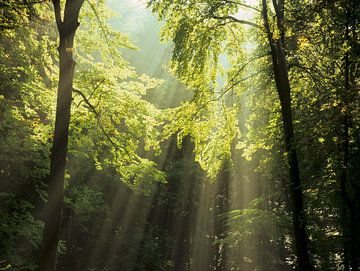 Sonnenstrahlen im Wald von Markus Lange