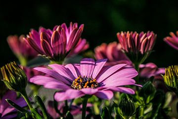 Bloemen in bloei van BTF Fotografie