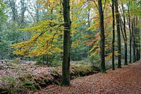 Herfst, herfst wat heb je tekoop
