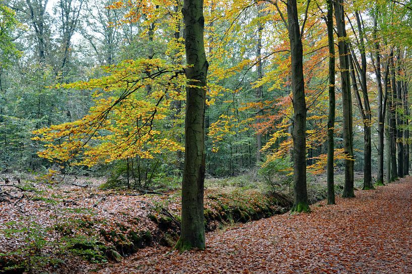 Autumn, autumn what have you tekoop by Tjamme Vis