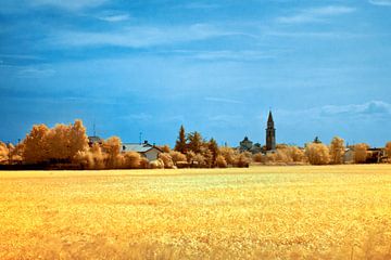 Summer field in infrared