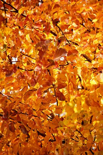 Abstracte fotografie | Herfst met warm oranje tinten
