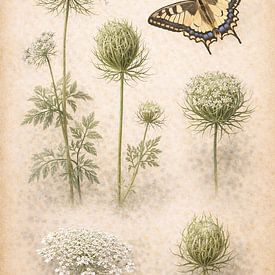 Wilde Möhre und Schwalbenschwanz - Ecological Herbarium Journal von Bert Quaedvlieg