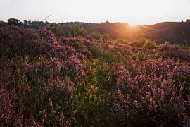 Purple glow - The Posbank by Lotje Hondius