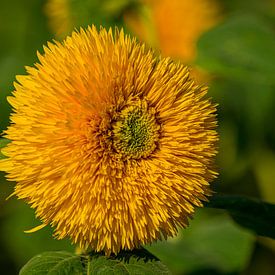 Bloem, geel tegen groengele achtergrond van Arie de Korte