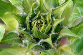 macro photography green in the button