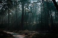 Spaziergang durch den Wald von Patrick  van Dasler Miniaturansicht